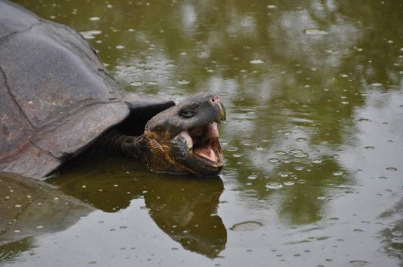 Um preguiçoso bocejo de tartaruga gigante na Ilha de Santa Cruz, em Galápagos